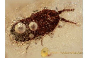 COCCIDAE Wingless Scale Insect in Genuine BALTIC AMBER 1374