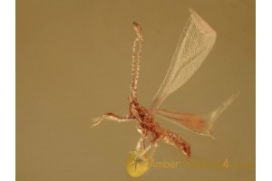 COCCOIDEA Very small Scale Insect BALTIC AMBER 1375