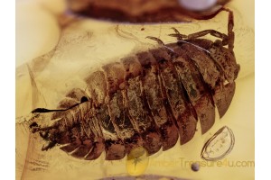 ONISCIDAE Isopod Woodlouse Inclusion in BALTIC AMBER 1378