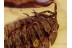 ONISCIDAE Isopod Woodlouse Inclusion in BALTIC AMBER 1378