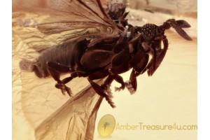 STREPSIPTERA Great Twisted-Winged Parasite in BALTIC AMBER 1376