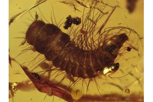 DERMESTIDAE Trinodinae Carpet Beetle Larvae BALTIC AMBER 1390