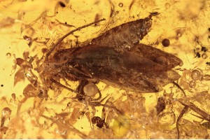 LEPIDOPTERA Moth Fossil Insect in BALTIC AMBER 1395