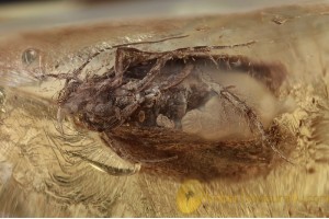 LEPIDOPTERA Moth Fossil Insect in BALTIC AMBER 1396