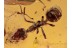 FORMICINAE Huge Rare ANT in BALTIC AMBER 1402