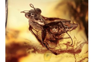 DRYINIDAE Superb Rare Wasp in BALTIC AMBER 1405