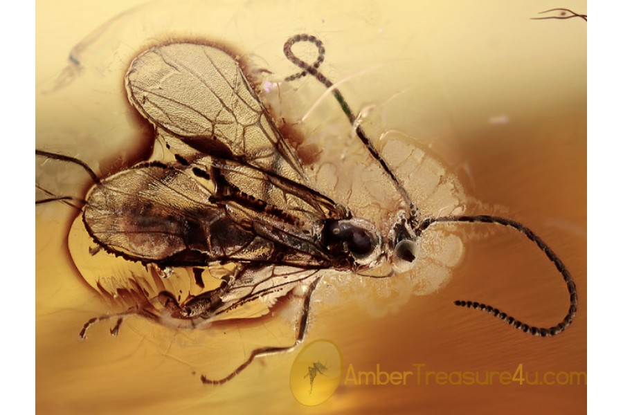ICHNEUMONIDAE WASP w Long Ovipositor BALTIC AMBER 1407 ICHNEUMONIDAE WASP w Long Ovipositor BALTIC AMBER 1407