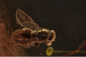 ENCYRTIDAE WASP & APHID Inclusion in BALTIC AMBER 1413