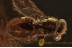 ENCYRTIDAE WASP & APHID Inclusion in BALTIC AMBER 1413