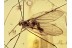 ELEPHANTOMYIA Great Crane Fly in BALTIC AMBER 1414