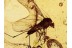 DIXIDAE Meniscus Midge in BALTIC AMBER 1423