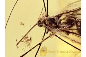 ELEPHANTOMYIA Great Crane Fly in BALTIC AMBER 1414