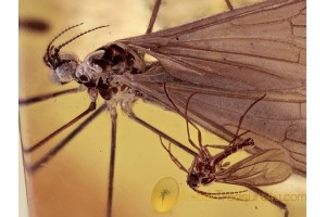 PHYLIDOREA Crane Fly & Sciarid Gnat in BALTIC AMBER 1416