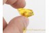 PHYLIDOREA Crane Fly & Sciarid Gnat in BALTIC AMBER 1416