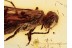 ORUSSIDAE Parasitic Wood Wasp in BALTIC AMBER 1417