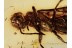 ORUSSIDAE Parasitic Wood Wasp in BALTIC AMBER 1417
