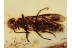 ORUSSIDAE Parasitic Wood Wasp in BALTIC AMBER 1417