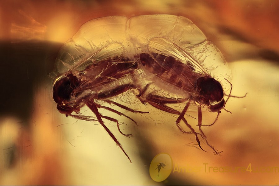 SUPERB 100% Mating BITING MIDGES Ceratopoganidae BALTIC AMBER 1424