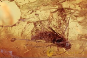 LEPIDOPTERA Moth Fossil Insect in BALTIC AMBER 1426