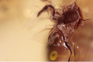 Nice Looking Tiny PSEUDOSCORPION in BALTIC AMBER 1432