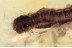 Large Unusual Caterpillar Moth LEPIDOPTERA in BALTIC AMBER 1463