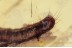 Large Unusual Caterpillar Moth LEPIDOPTERA in BALTIC AMBER 1463
