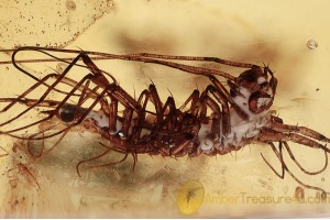 SCUTIGERIDAE Great House Centipede in BALTIC AMBER 1455