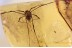 MEGABUNUS Large Harvestmen Opilione in BALTIC AMBER 1456