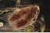 LEPIDOPTERA Nice Moth Fossil Insect BALTIC AMBER 1457