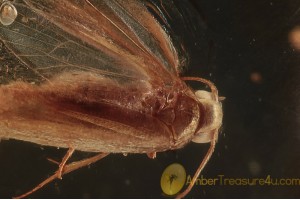 LEPIDOPTERA Superb MOTH Inclusion BALTIC AMBER 1459