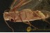 LEPIDOPTERA Superb MOTH Inclusion BALTIC AMBER 1459