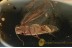 LEPIDOPTERA Superb MOTH Inclusion BALTIC AMBER 1459