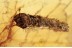 Trichoptera AQUATIC LARVA w CASE in BALTIC AMBER 1468