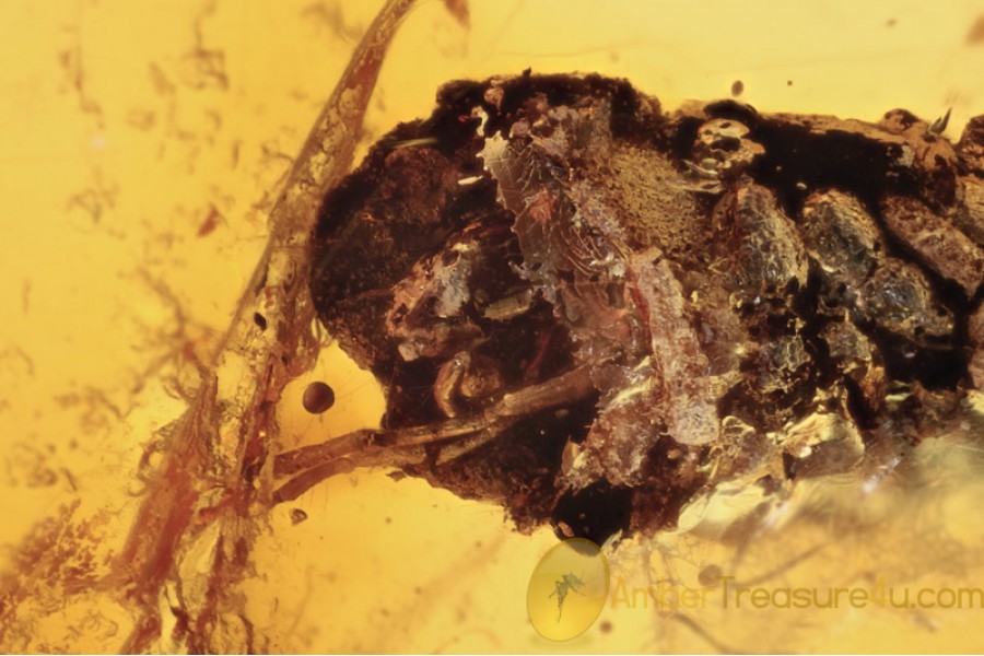 Trichoptera AQUATIC LARVA w CASE in BALTIC AMBER 1468