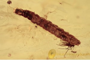 Large Caterpillar + Crane Fly & Pine Cone Scale BALTIC AMBER 1465