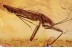 REDUVIIDAE Emesinae ASSASSIN BUG in BALTIC AMBER 1470