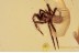 DIPLURIDAE Superb Funnel-web Tarantula in BALTIC AMBER 1475