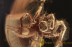 DIPLURIDAE Superb Funnel-web Tarantula in BALTIC AMBER 1475
