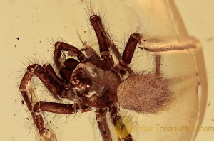 DIPLURIDAE Superb Funnel-web Tarantula in BALTIC AMBER 1475