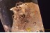THERIDIIDAE Superb Looking SPIDER in BALTIC AMBER 1476