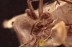 THERIDIIDAE Superb Looking SPIDER in BALTIC AMBER 1476