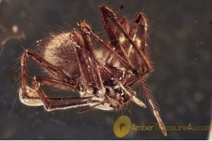 THERIDIIDAE Superb Looking SPIDER in BALTIC AMBER 1477