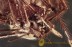 THERIDIIDAE Superb Looking SPIDER in BALTIC AMBER 1477