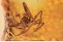 MIMETIDAE Great Looking Pirate SPIDER in BALTIC AMBER 1473