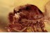 SALTICIDAE Superb Large JUMPING SPIDER in BALTIC AMBER 1474