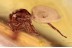 SALTICIDAE Superb Large JUMPING SPIDER in BALTIC AMBER 1474