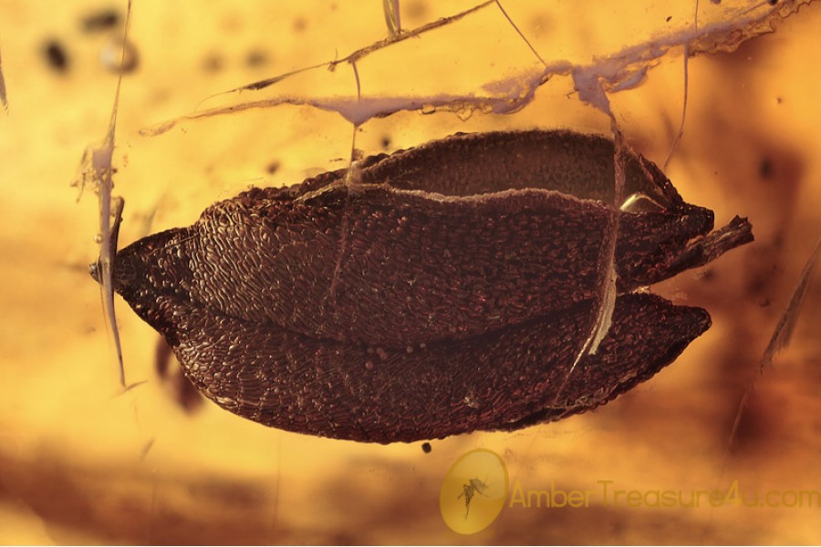 Rare Plant Large SEED CAPSULE in BALTIC AMBER 1441