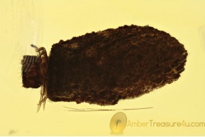 CRYPTOCEPHALINAE Case-bearing Leaf Beetle Larva in Case BALTIC AMBER 1435