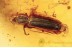 TROGOSSITIDAE Temnoscheila Bark-Gnawing Beetle in BALTIC AMBER 1439