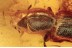TROGOSSITIDAE Temnoscheila Bark-Gnawing Beetle in BALTIC AMBER 1439